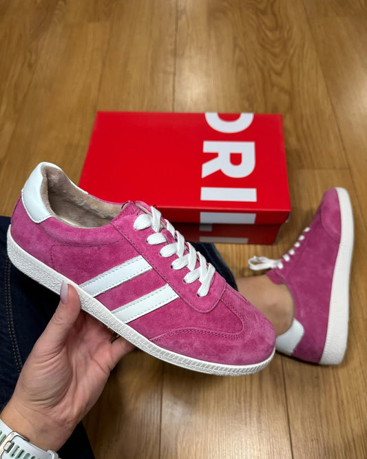 Drilleys Fifty Three Taffy Trainer